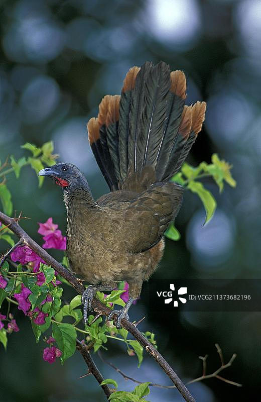 红臀叫鸭图片素材