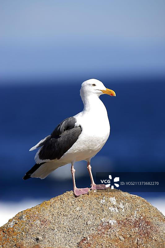 美国加利福尼亚州的西部海鸥图片素材