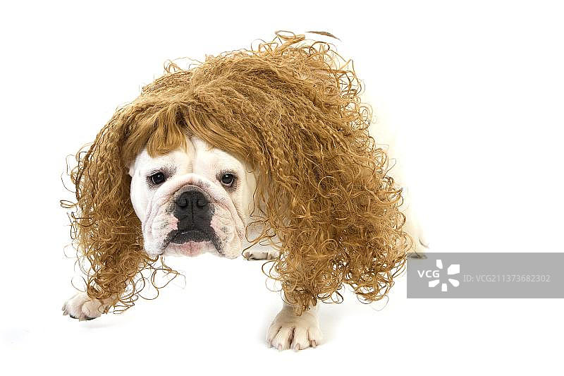 乔装打扮的雌性英国斗牛犬，白色背景图片素材