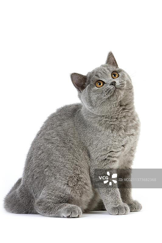 蓝色英国短毛家猫，母猫坐在白色背景前图片素材
