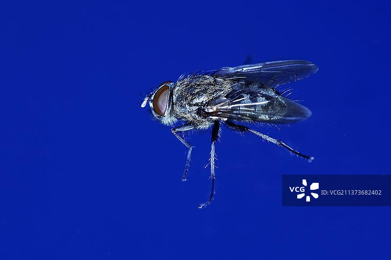 家蝇图片素材