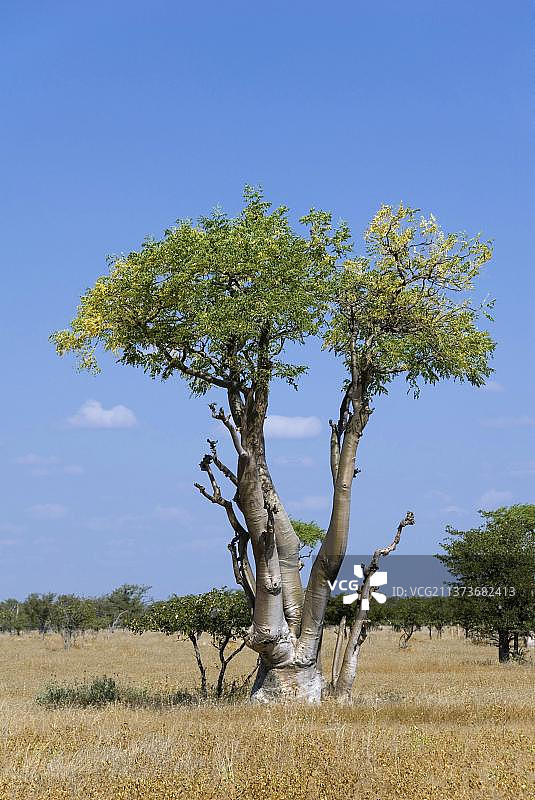 非洲纳米比亚埃托沙国家公园的辣木树图片素材