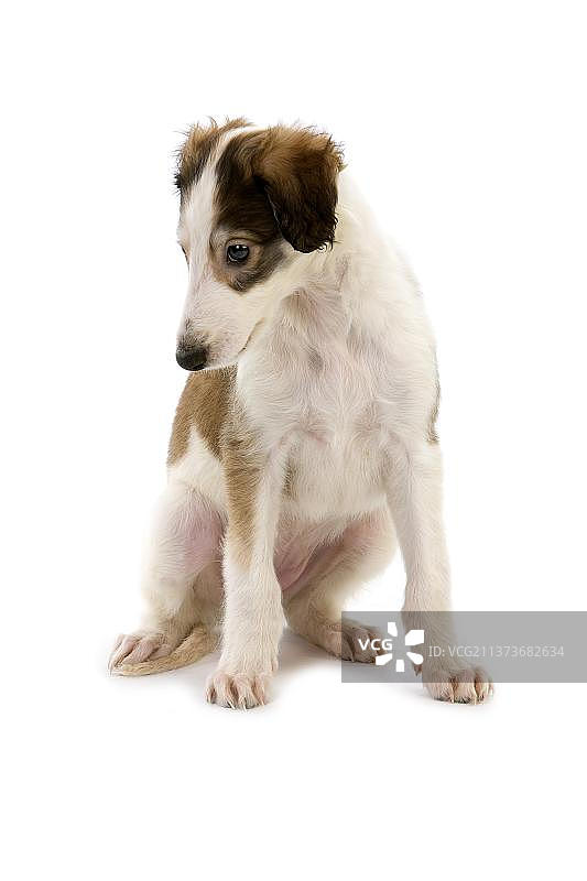 俄罗斯猎狼犬图片素材