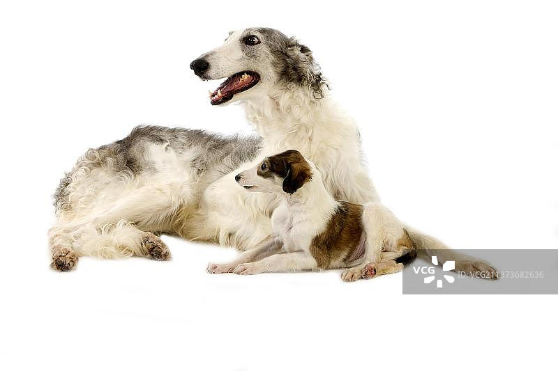 俄罗斯猎狼犬图片素材