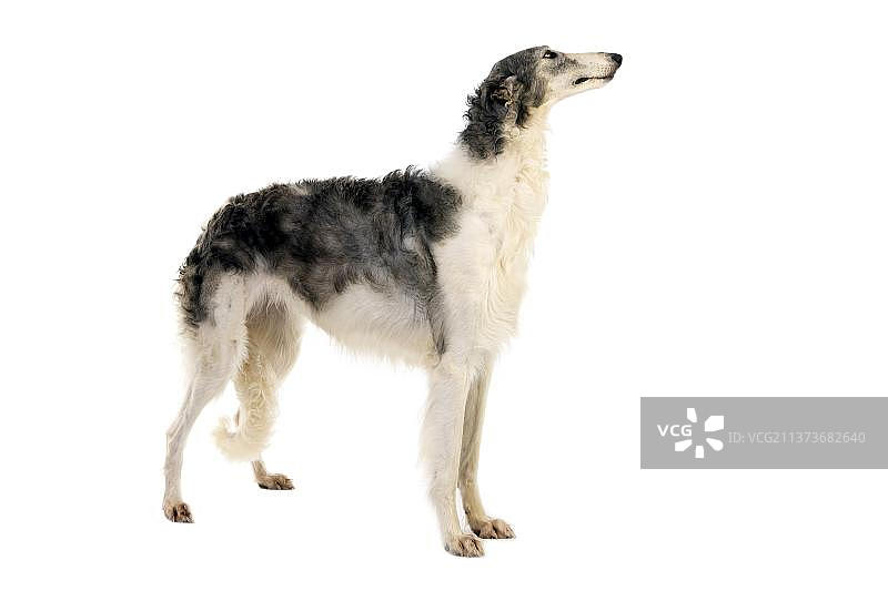 俄罗斯猎狼犬图片素材