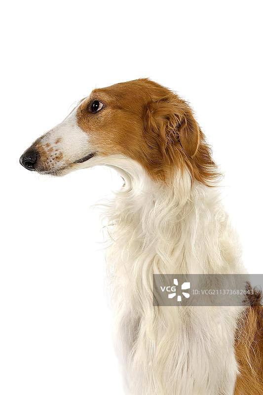 俄罗斯猎狼犬图片素材