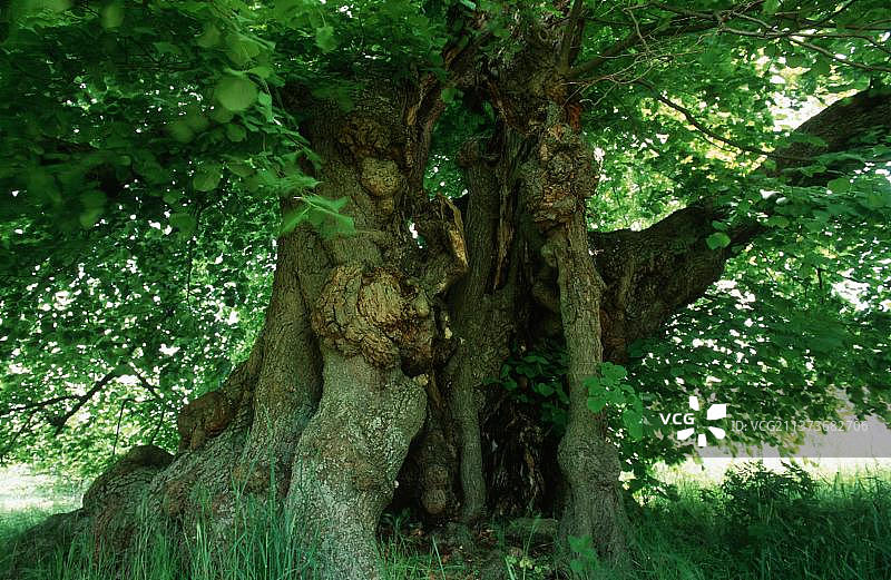 德国米里茨国家公园古老大叶椴树图片素材