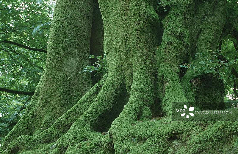 老款欧洲鹅耳枥树（Carpinus betulus）图片素材