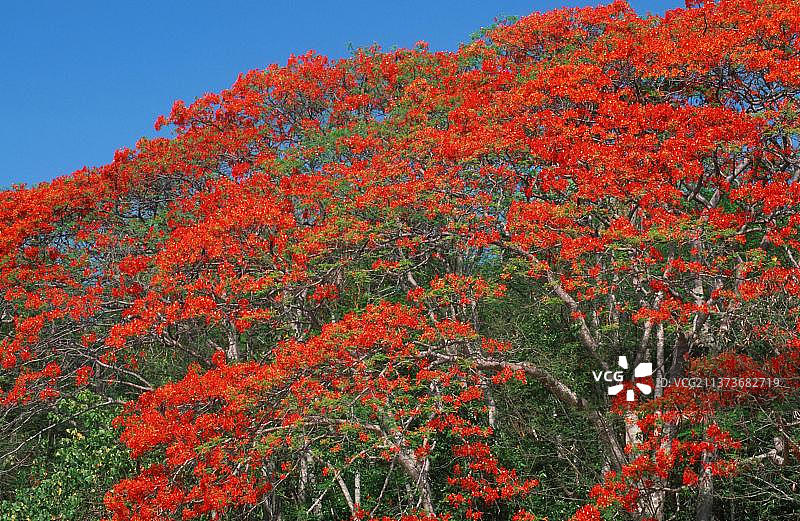 皇家poinciana（Delonix regia），角豆科，澳大利亚，大洋洲图片素材