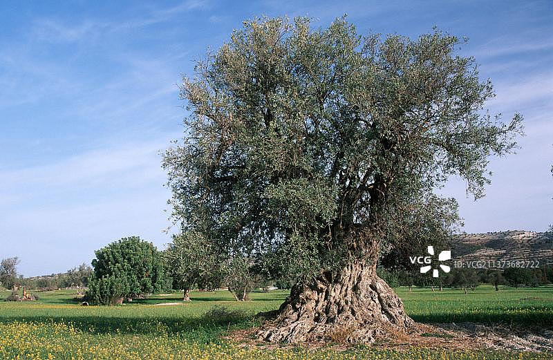 欧洲克罗地亚的老橄榄树图片素材