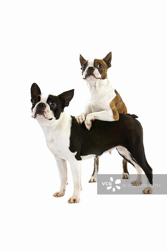 白色背景前的波士顿梗犬图片素材