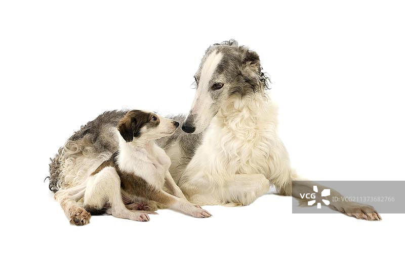 俄罗斯猎狼犬母犬和小狗，白色背景图片素材