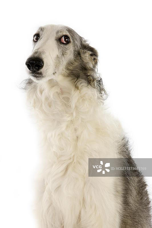白色背景下的俄罗斯猎狼犬图片素材
