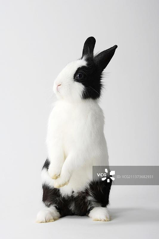 黑白狮鬃侏儒兔图片素材