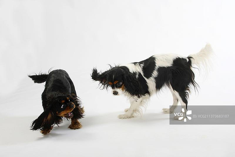 查理士王小猎犬，黑棕色和三色图片素材