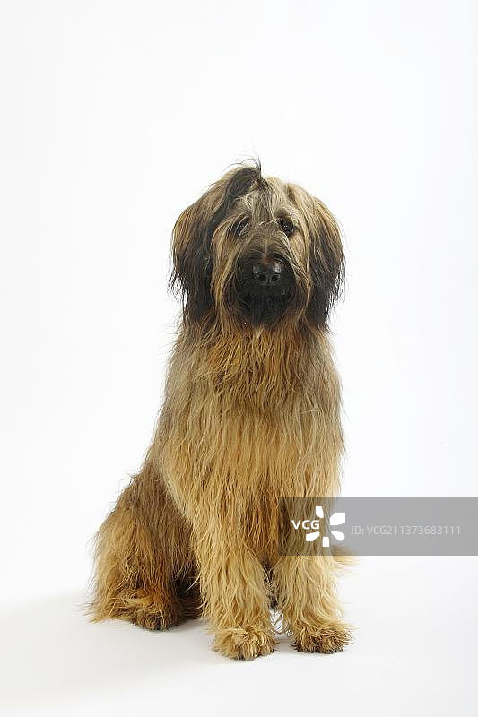 14个月大的布里亚犬图片素材