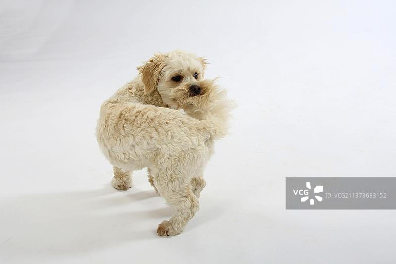 混种犬咬尾巴图片素材