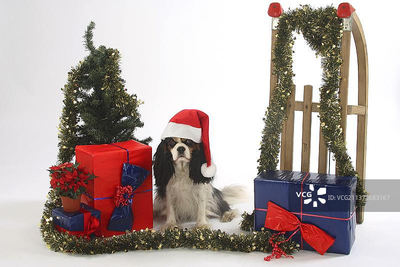 骑士查理国王猎犬，三色，戴着圣诞老人的帽子，雪橇图片素材