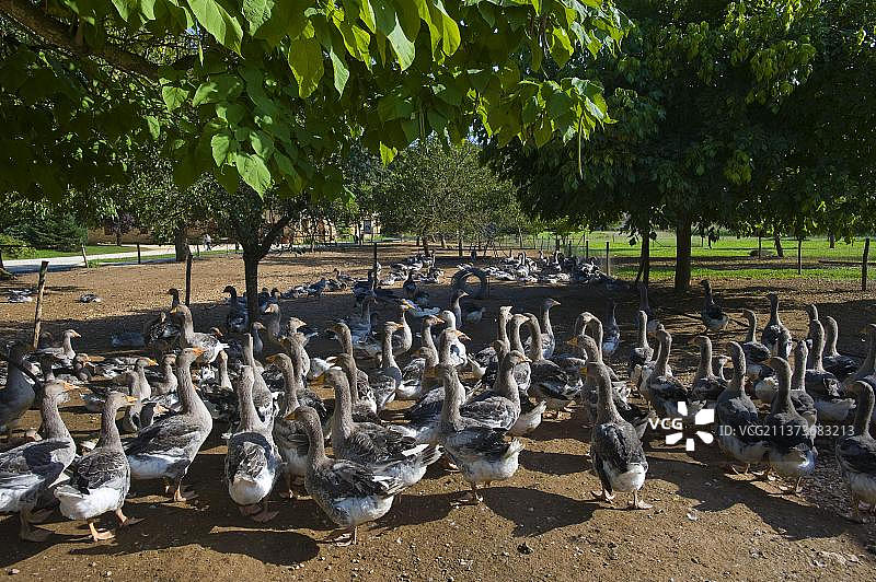 法国阿基坦的自由放养的家鹅图片素材