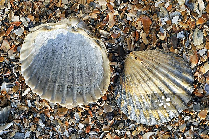 海滩上的少肋 acanthocardia paucicostata图片素材