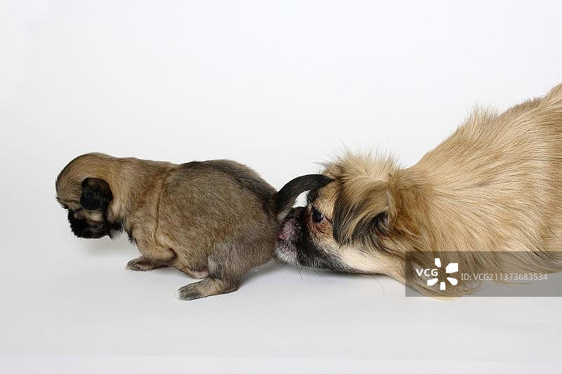 西藏猎犬，母犬舔舐排便的小狗，3周图片素材