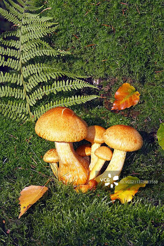 锈钉菇，德国，欧洲图片素材