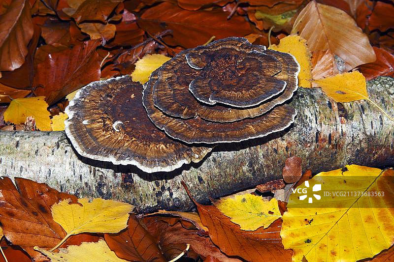 德国石勒苏益格-荷尔斯泰因的多区真菌（云芝）图片素材