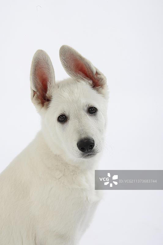 白色瑞士牧羊犬幼犬图片素材