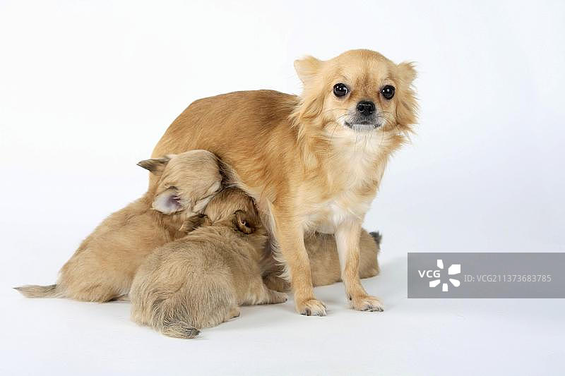 长毛吉娃娃犬，母犬哺乳六周大的幼犬图片素材
