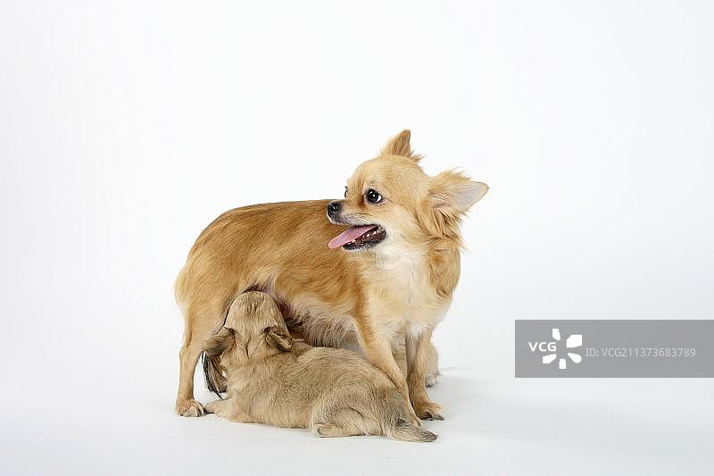 长毛吉娃娃犬，母犬哺乳六周大的幼犬图片素材