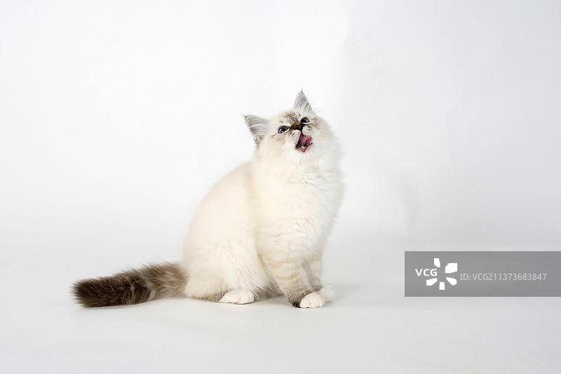 缅甸圣猫，小猫，海豹虎斑重点色，13周图片素材