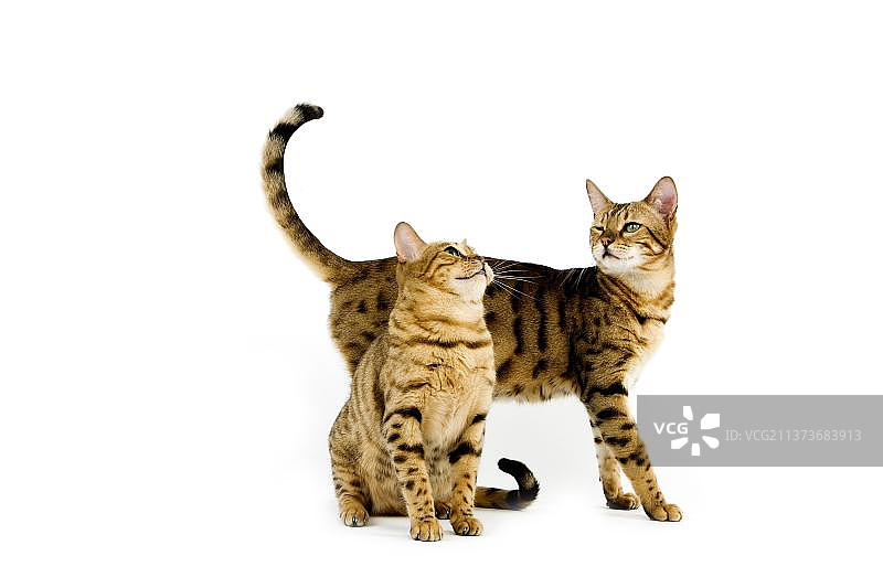 褐色斑点虎斑孟加拉家猫，白色背景图片素材
