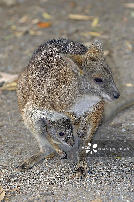 澳洲昆士兰州帕尔马小袋鼠图片素材
