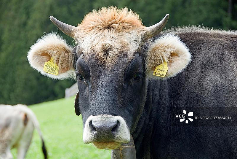 家养牛，意大利特伦蒂诺-上阿迪杰，南蒂罗尔，奶牛，带耳标的牛，欧洲图片素材