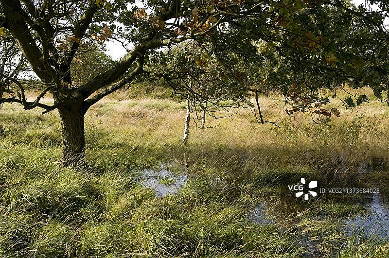 杜纳海德，下萨克森瓦登海国家公园，库克斯哈芬，下萨克森州，德国，欧洲图片素材