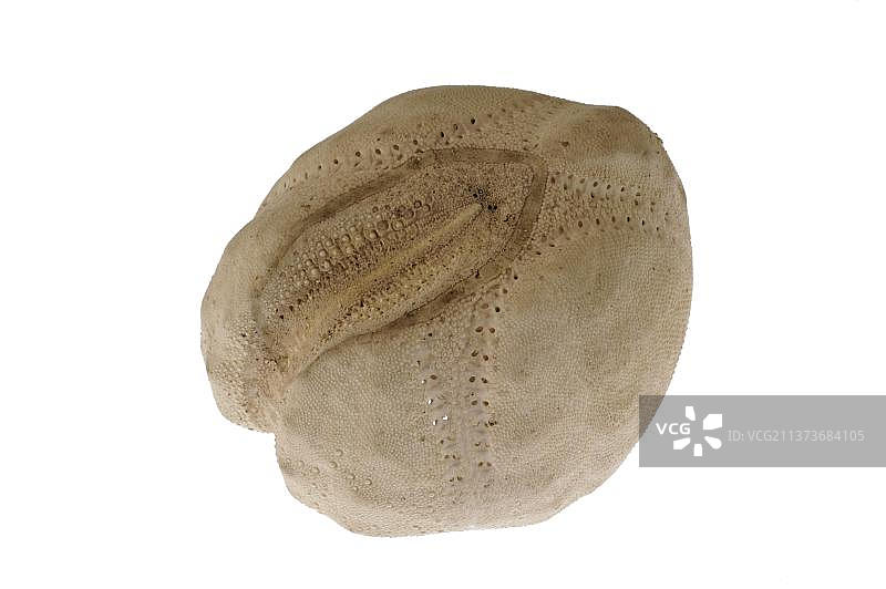 心形海胆（Echinocardium cordatum）图片素材