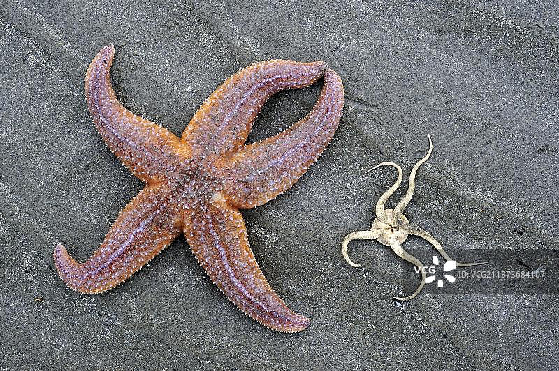 海滩上的普通海星和蛇星图片素材