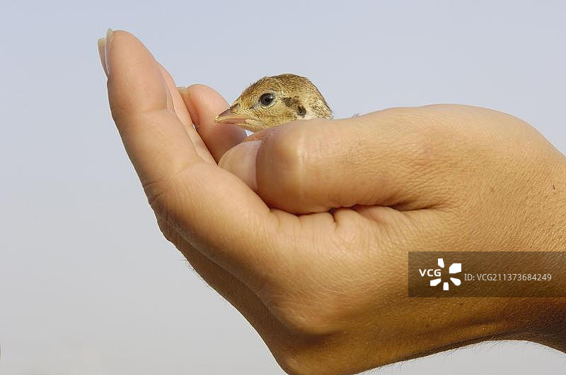 手持小鸡的红腿鹧鸪图片素材