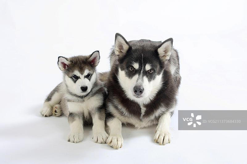阿拉斯加马拉穆特犬，母犬与幼犬，8周图片素材