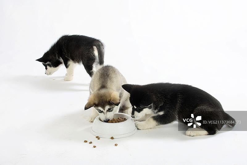 阿拉斯加雪橇犬幼犬（8周）与食物碗图片素材