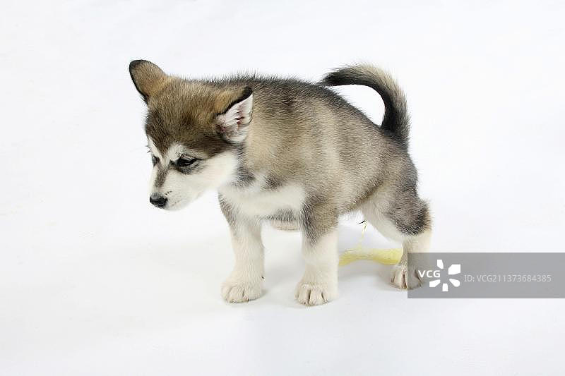 8周大的阿拉斯加马拉穆特幼犬（母）正在小便图片素材