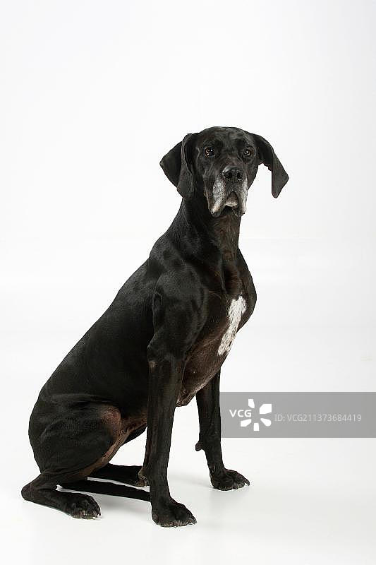 大丹狗，，黑狗图片素材