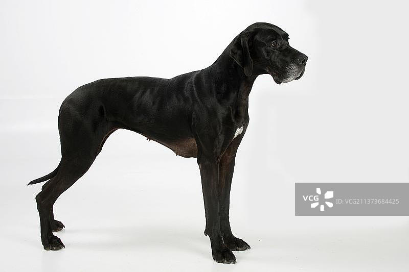 黑色大丹犬图片素材