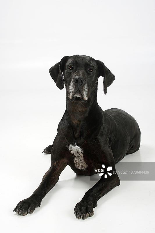 大丹狗，，黑狗图片素材