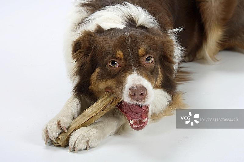 红色三色澳洲牧羊犬图片素材