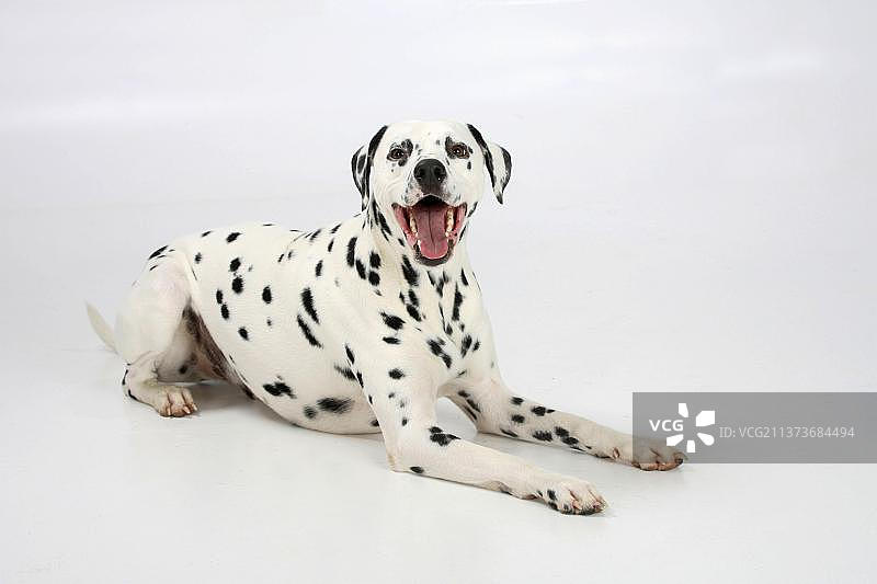 4岁的斑点狗图片素材