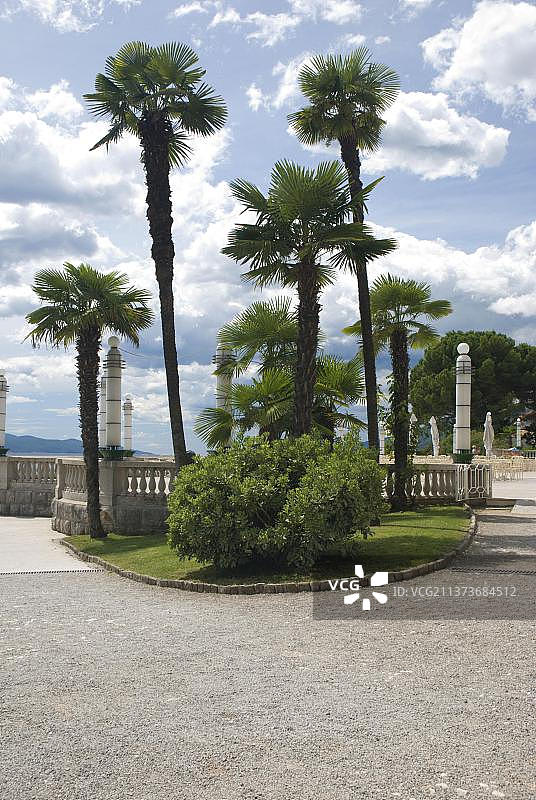 棕榈树，克罗地亚奥帕蒂亚，克瓦内尔湾，欧洲图片素材