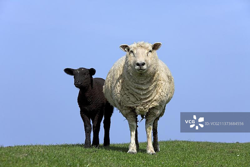 家 sheep (Ovis aries)，家畜，白色母羊和黑色羔羊图片素材