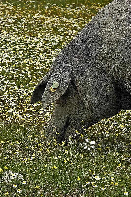 伊比利亚家猪，牧场，巴达霍斯，埃斯特雷马杜拉，安达卢西亚，西班牙，欧洲图片素材