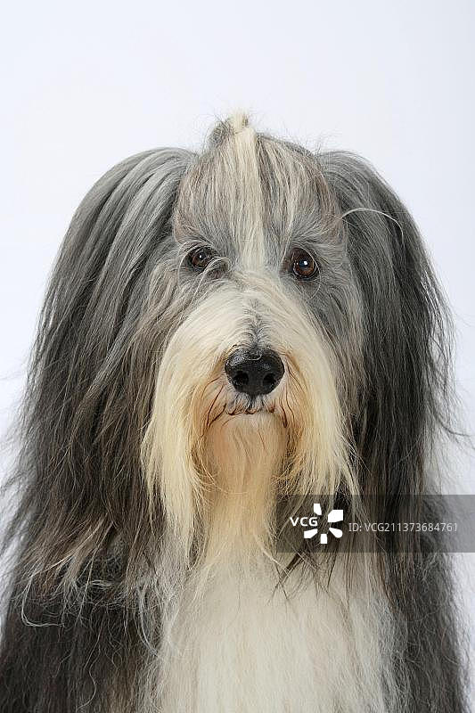 苏格兰牧羊犬图片素材